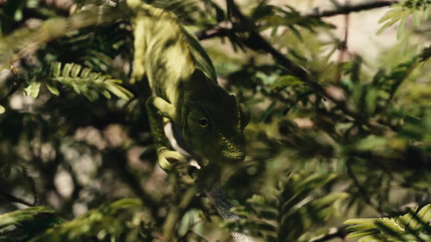 Greenish chameleon camouflaged on a tree trunk