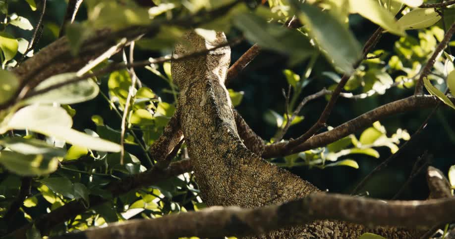A brown reptile climbs through the branches of a tree during the day