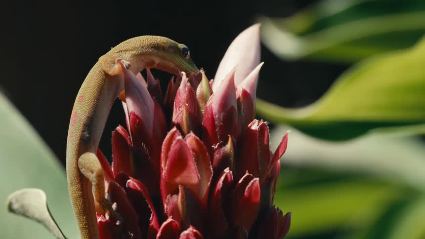 Sunlight shines upon a gecko lizard climbing on a flower