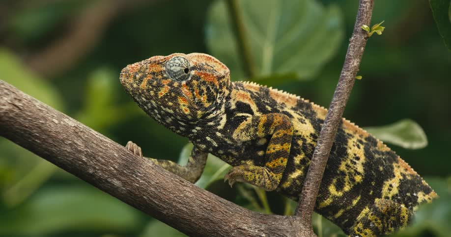 The chameleon slowly crawls on the branch