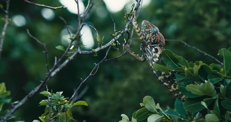 A lizard walking on the branches of a tree