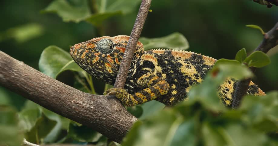 Closeup of a multicoloured chameleon walking along a tree branch in daytime