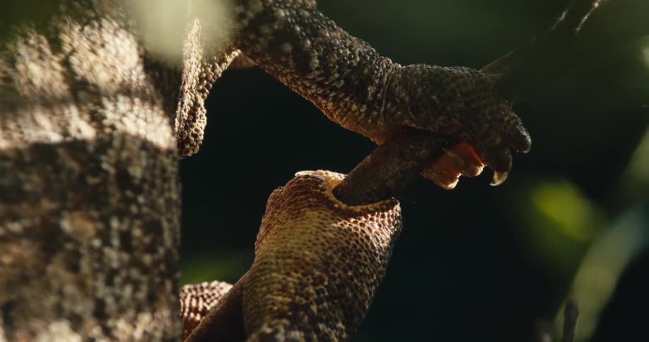 A closeup shows a reptiles textured claws gripping a tree branch in a forest