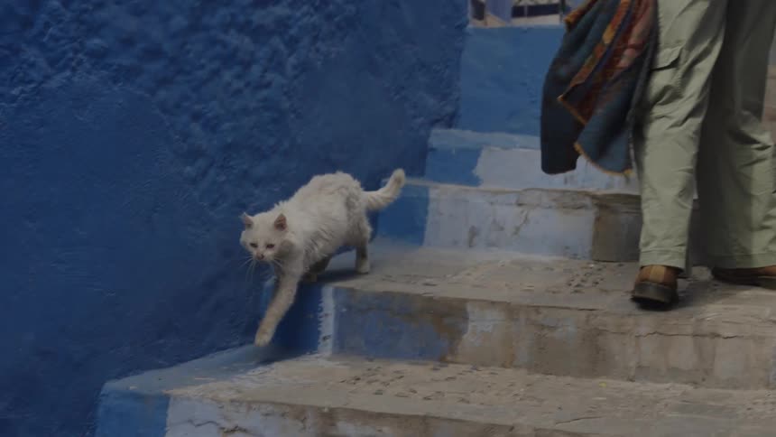 A cat walking down the stairs outdoor at daytime while a woman watches