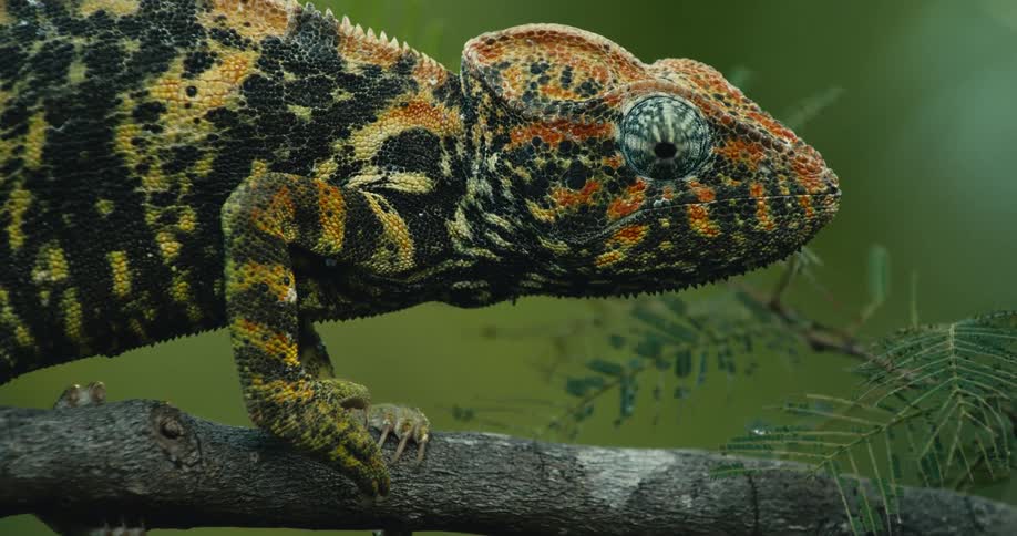 A colorful chameleon is perched on a tree branch in a lush natural environment