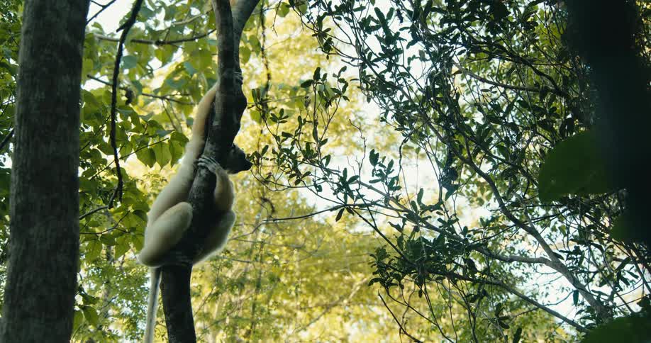 A sifaka lemur leaps midair between two trees in a lush forest canopy captured in motion