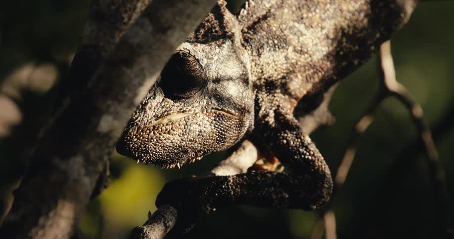 A lizard is camouflaged next to tree branches in the rainforest