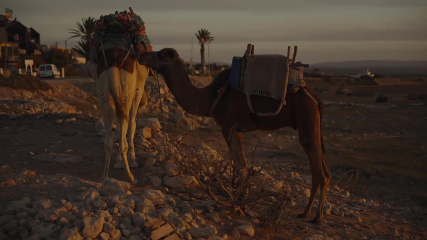 Two camels are standing on rocks by the desert