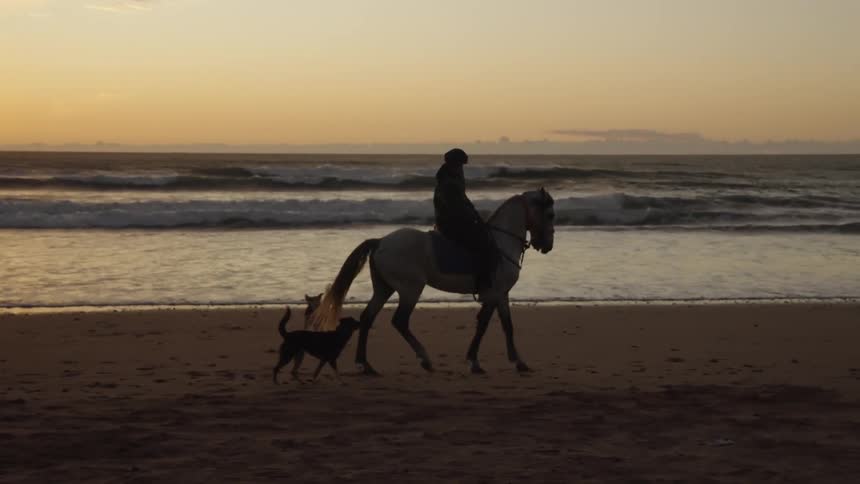A woman riding a horse on the beach with two dogs nearby barking
