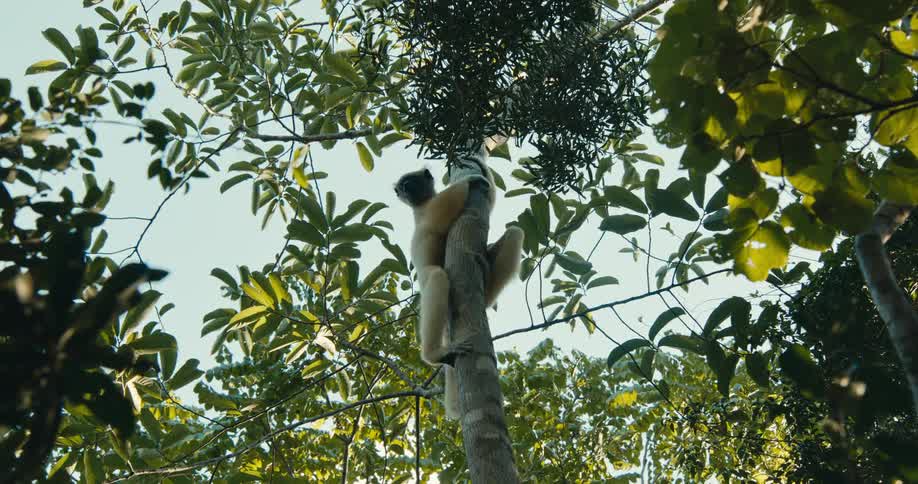 White furred lemur clinging to a tree trunk