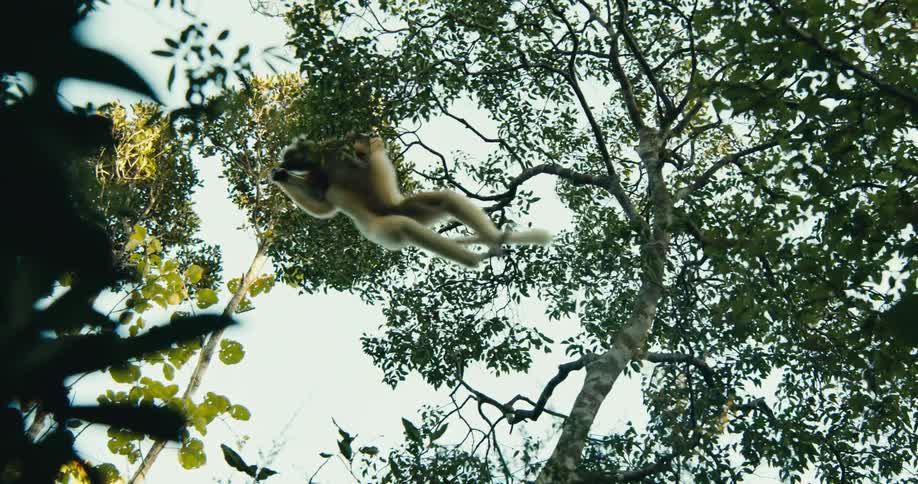 A lemur is captured mid air as it leaps between trees in a dense forest canopy