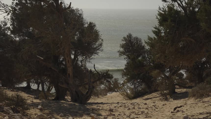 Trees on a hill overlooking the coast as waves roll into shore