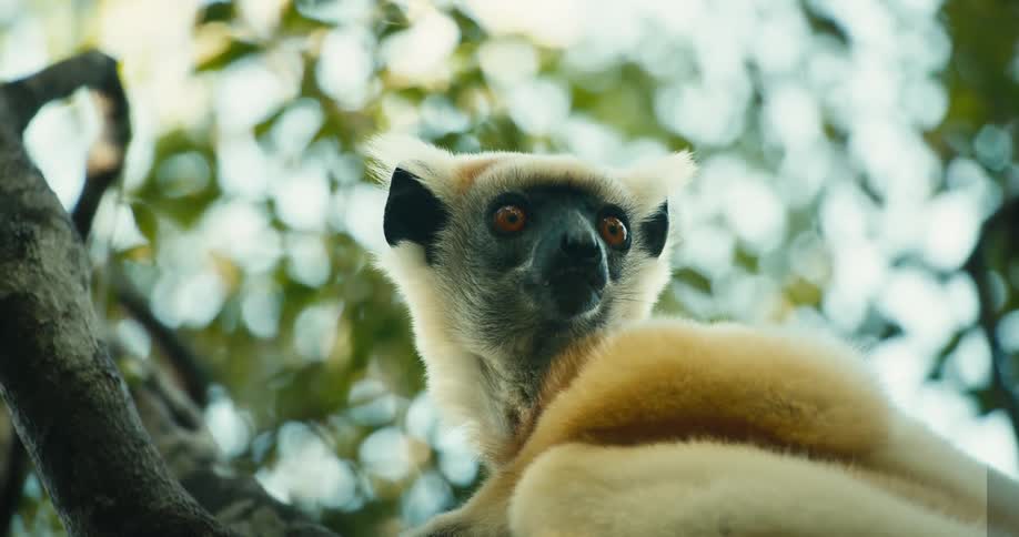 A lemur perched in a tree is looking around at its surroundings