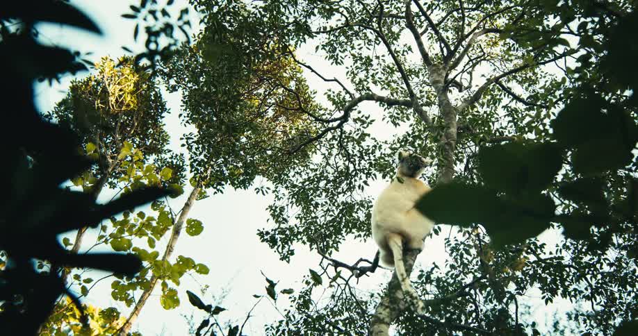 Viewed from below a lightcolored sifaka lemur climbs and jumps between branches high up in the sunlit canopy of a forest