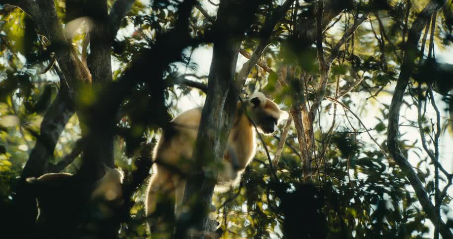 A lemur sits quietly among sunlit branches in a dense forest blending into its natural surroundings