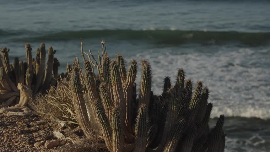 Cactus overlooking the coast as waves roll in to shore