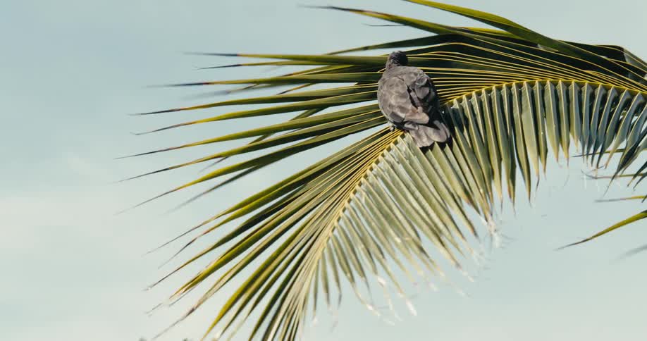 A darkcolored bird perches on a swaying palm frond against a pale sky preening its feathers and looking around
