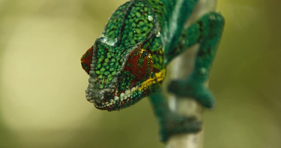 Closeup of a green chameleon on a branch during the day