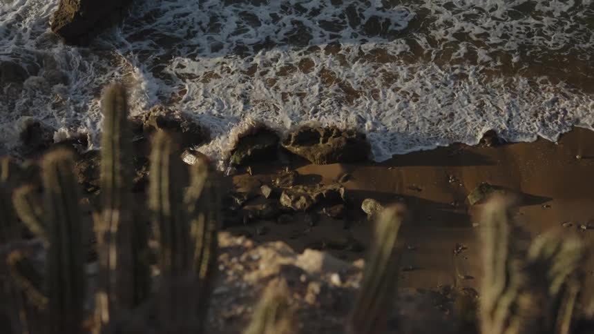 The tide on the beach is getting close to the cactuses