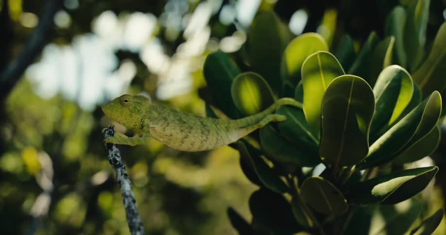 A green chameleon clings to a thin branch holding still amidst lush green leaves with a softly blurred background
