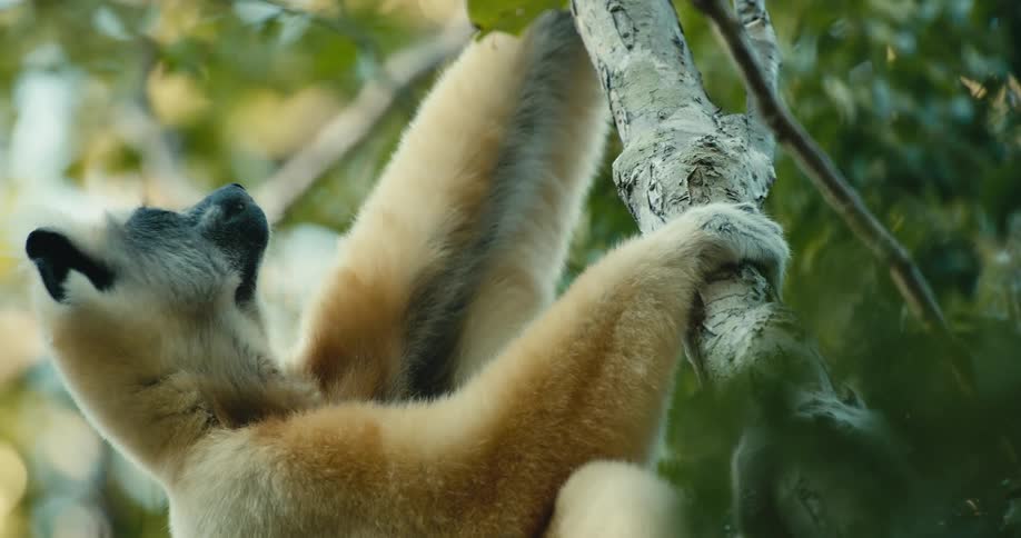 A coquerels sifaka holding onto a tree branch in the forest