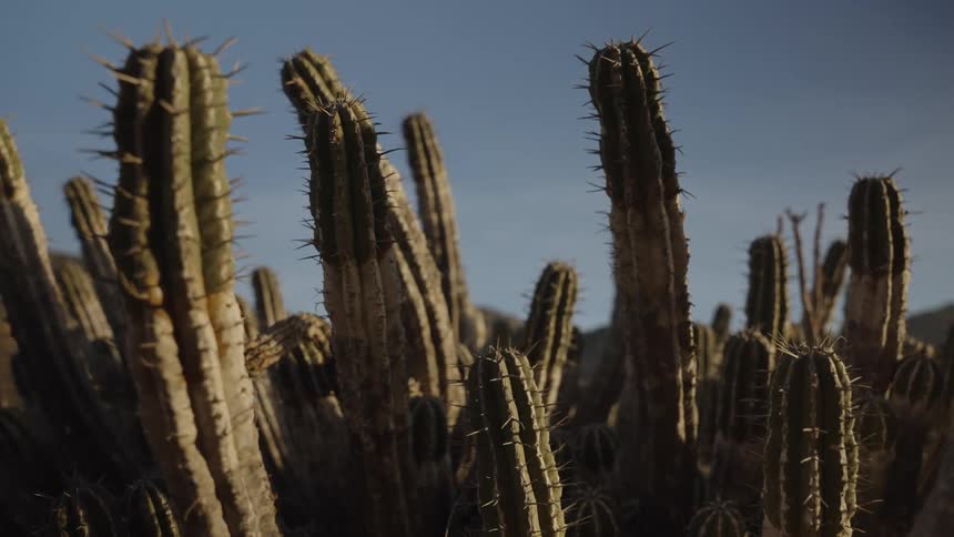 Desert cacti against a blue sky
