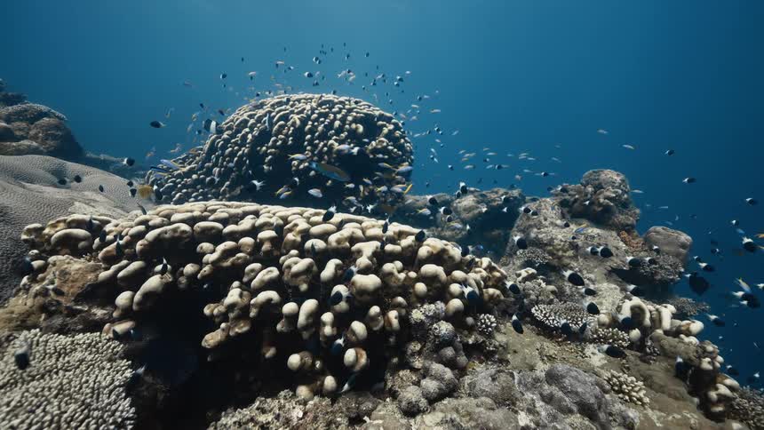School of fish swimming through coral reefs in the ocean