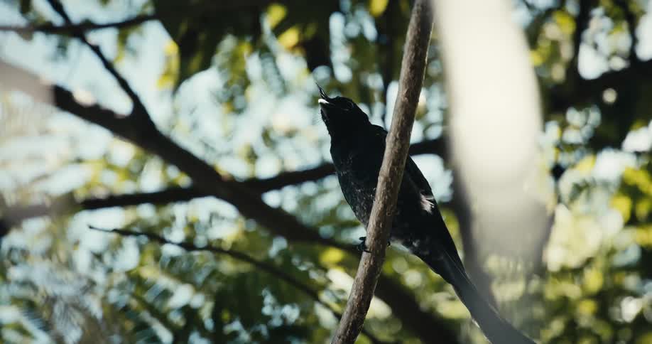 Bird sitting on a tree branch in a wooded area