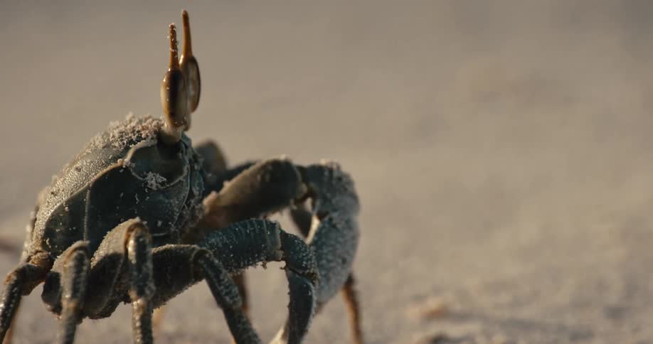Extreme close up of a sand crab slowly crawling on the sand in the morning