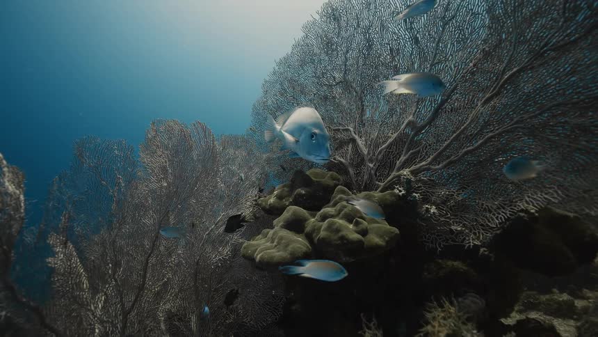 Fish swimming on bottom of ocean near coral
