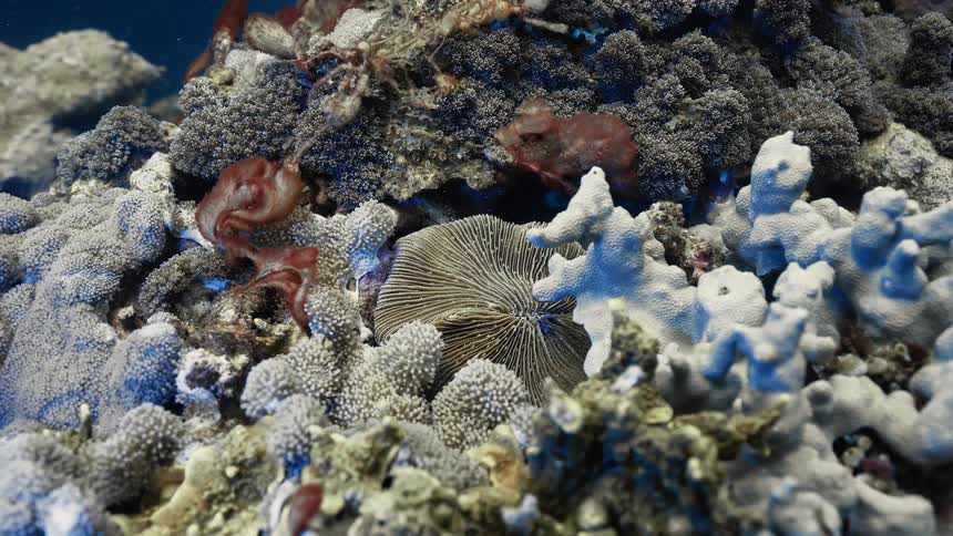 A colorful coral reef filled with soft anemones and hidden sea creatures in an underwater scene