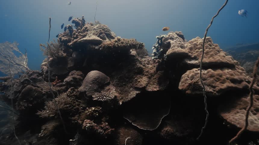 A diverse coral reef formation on the ocean floor is teeming with small fish swimming amongst different coral types as sunlight filters from above