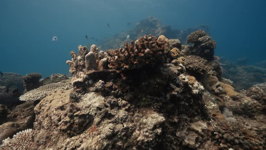A lively coral reef bursts with marine life beneath clear blue water featuring colorful corals and darting tropical fish