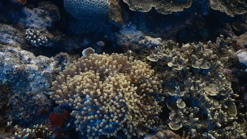 Colorful coral and marine life thrive in a vibrant underwater reef ecosystem