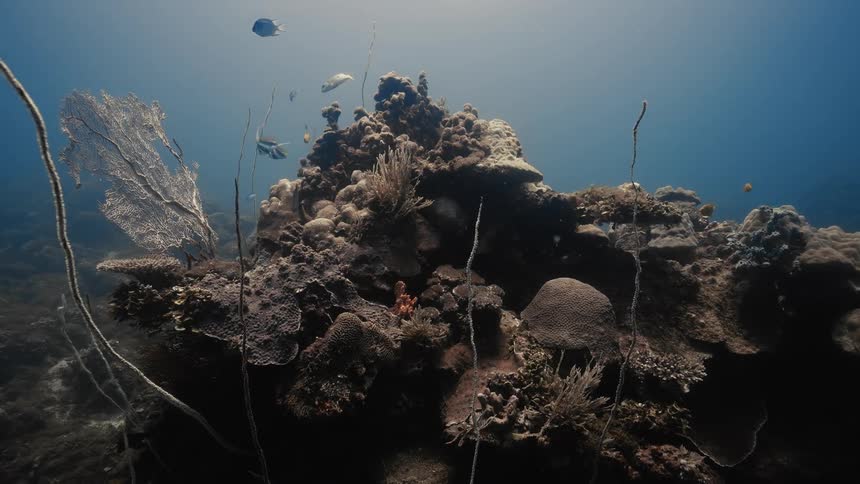 Fish swim around the coral reef underwater