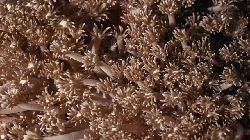 The coral reef sways underwater