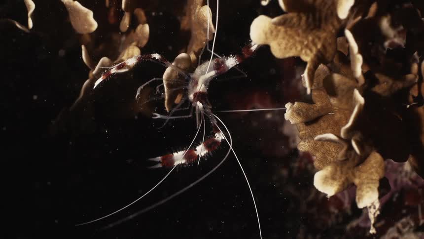 A striped shrimp is seen underwater amongst coral
