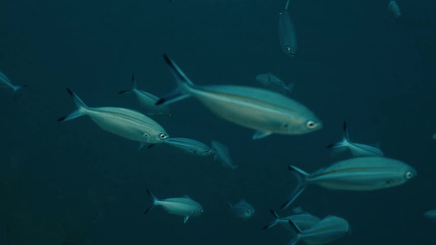 A school of fish is swimming past a coral reef