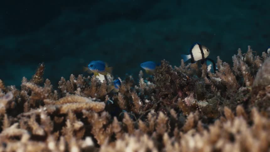 Group of multicolored fish swim on the bottom of the ocean