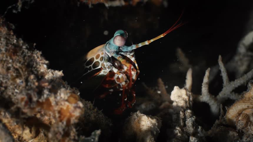 The Mantis shrimp is inside of the coral reef