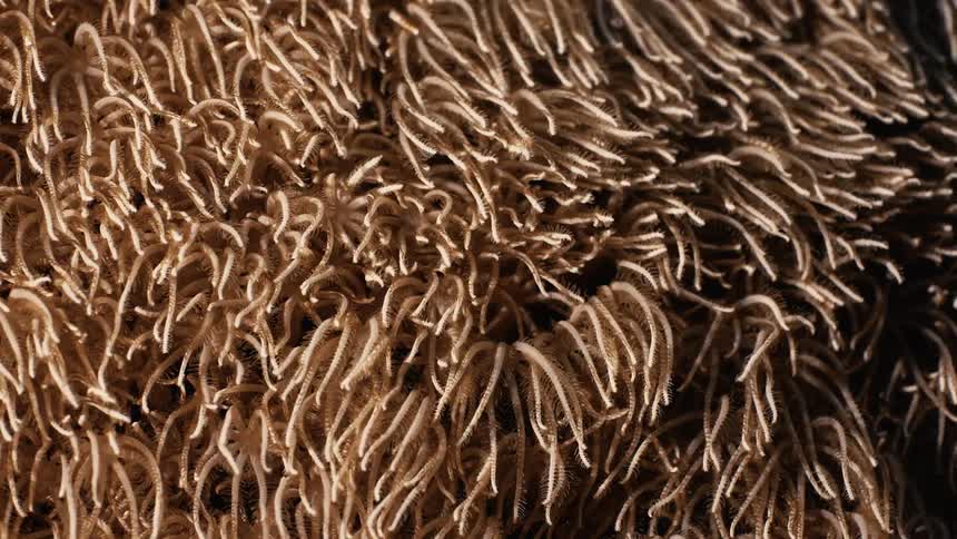 A surface with several beige threads moving randomly in a smooth manner