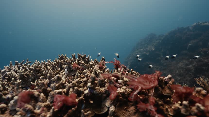 Fish swim underwater near a coral reef