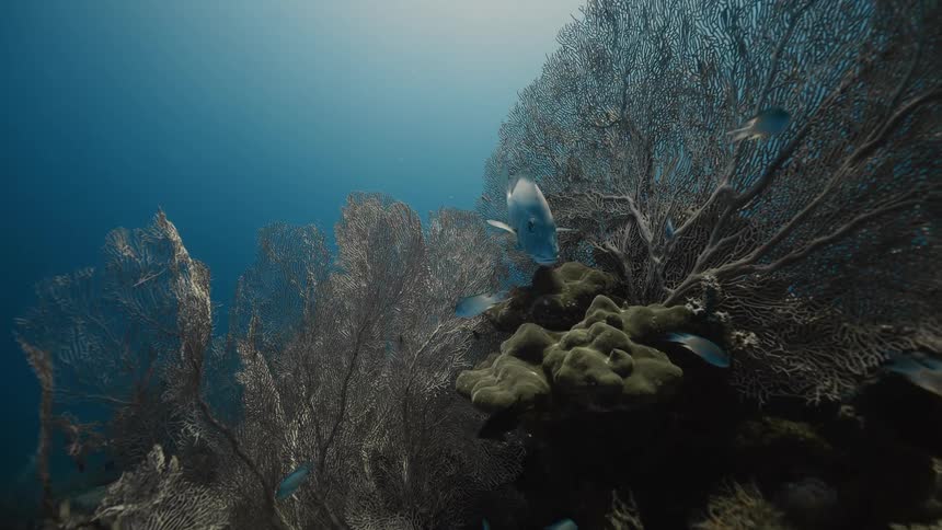 Group of fish are swimming next to coral in the ocean