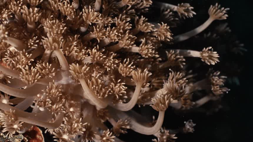 A closeup underwater shot focuses on soft coral polyps gently swaying in the dark ocean current