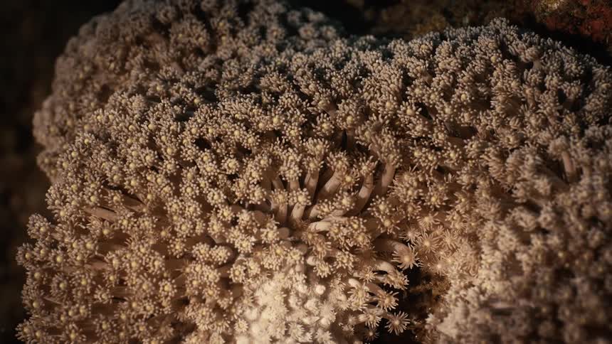 View of a coral moving in the ocean
