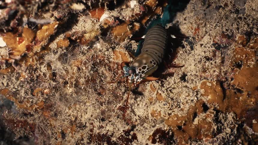 The Mantis shrimp is moving underwater