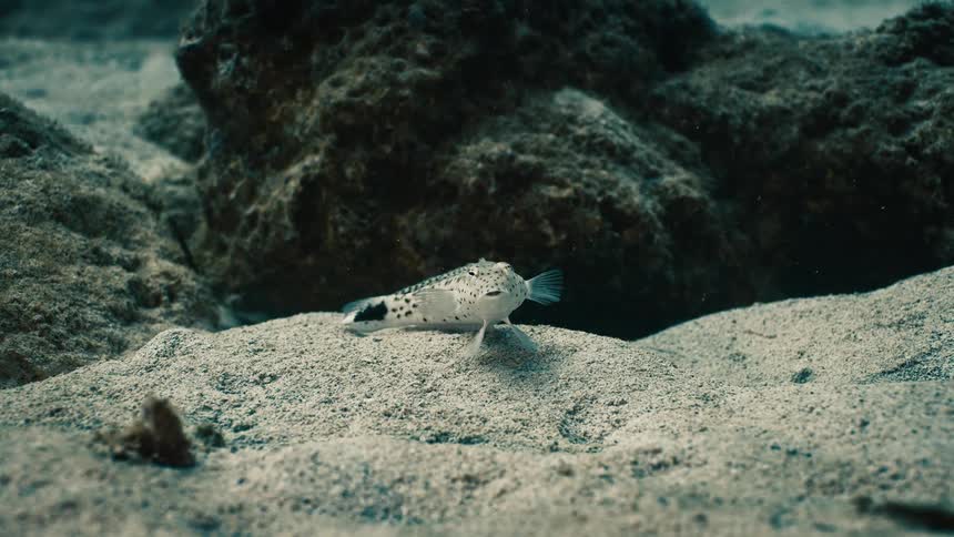 The fish swims near the rocks on the ocean floor