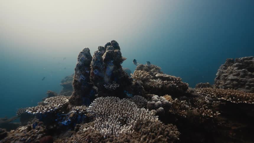 View of a reef from underwater with sunlight reflecting off it