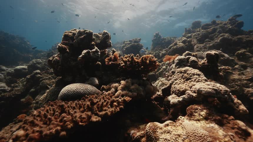 View from inside the sea of corals and fish