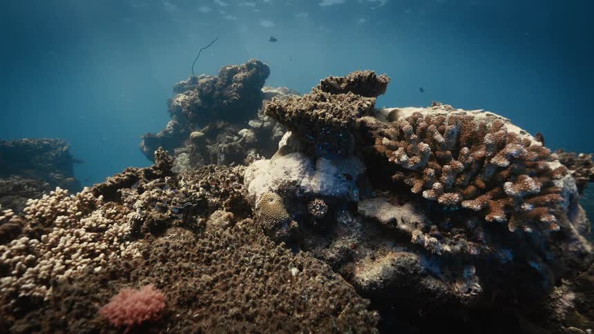Underwater view of coral reefs and fish swimming near them